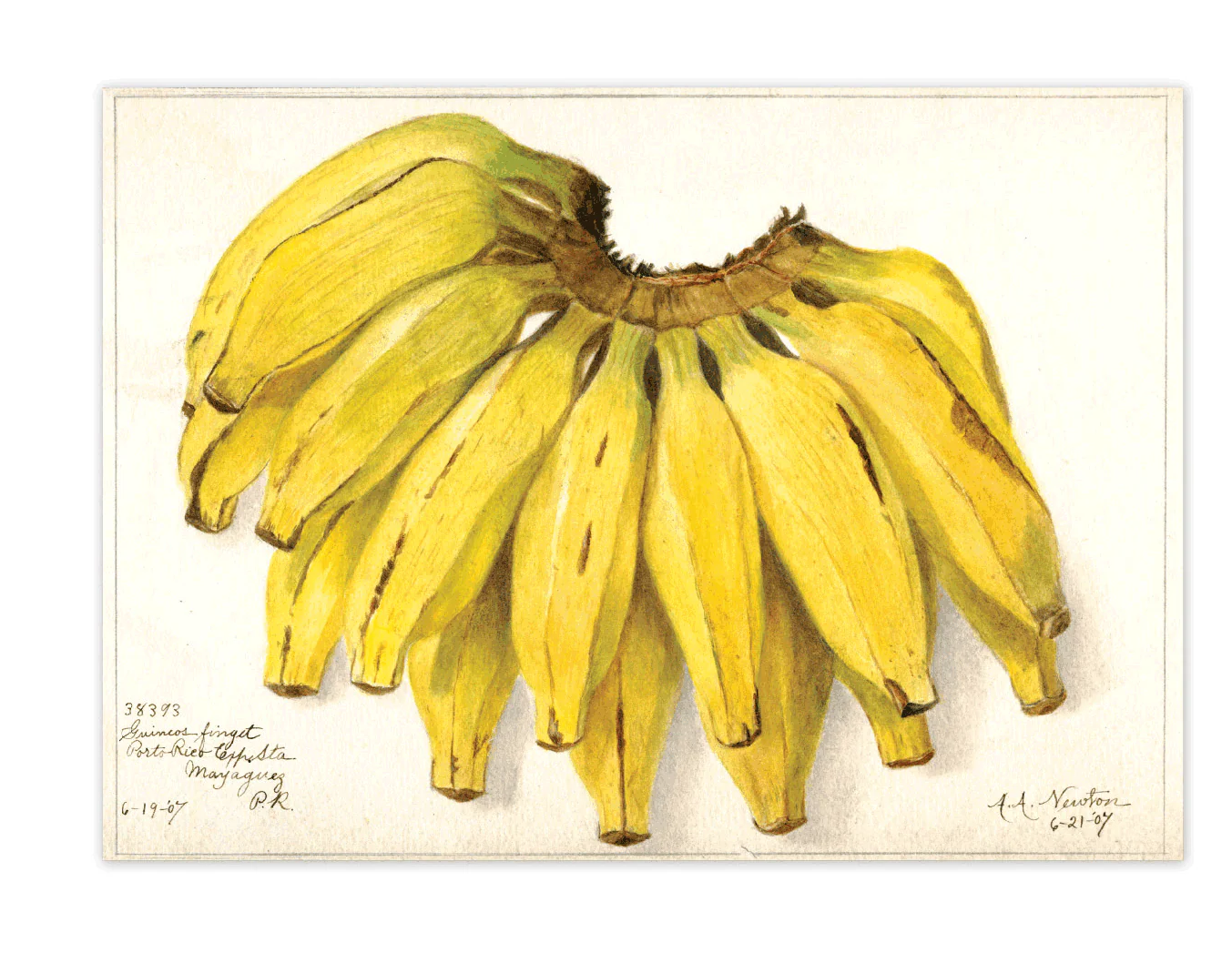 Fabulous Fruits Postcard Box