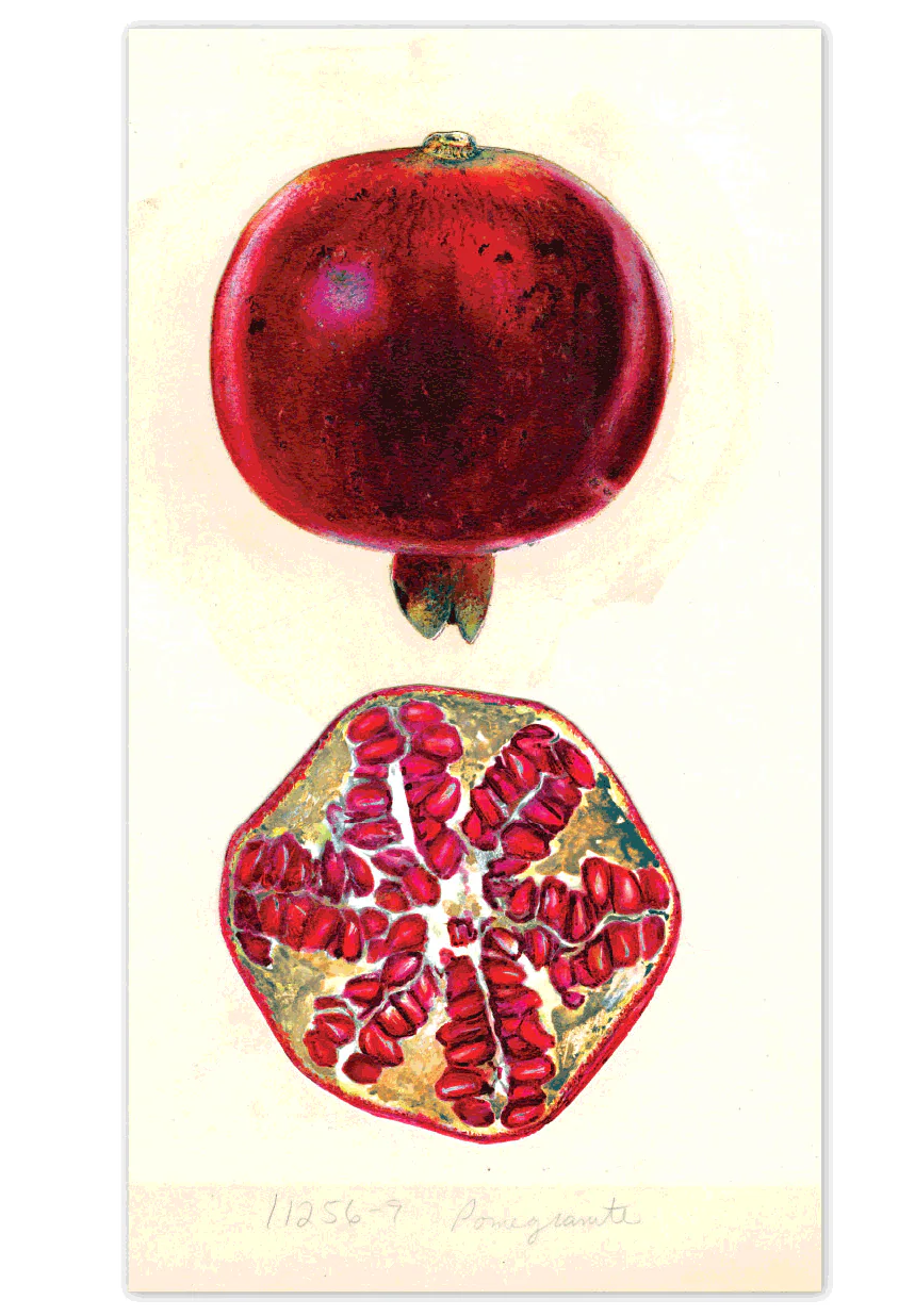 Fabulous Fruits Postcard Box