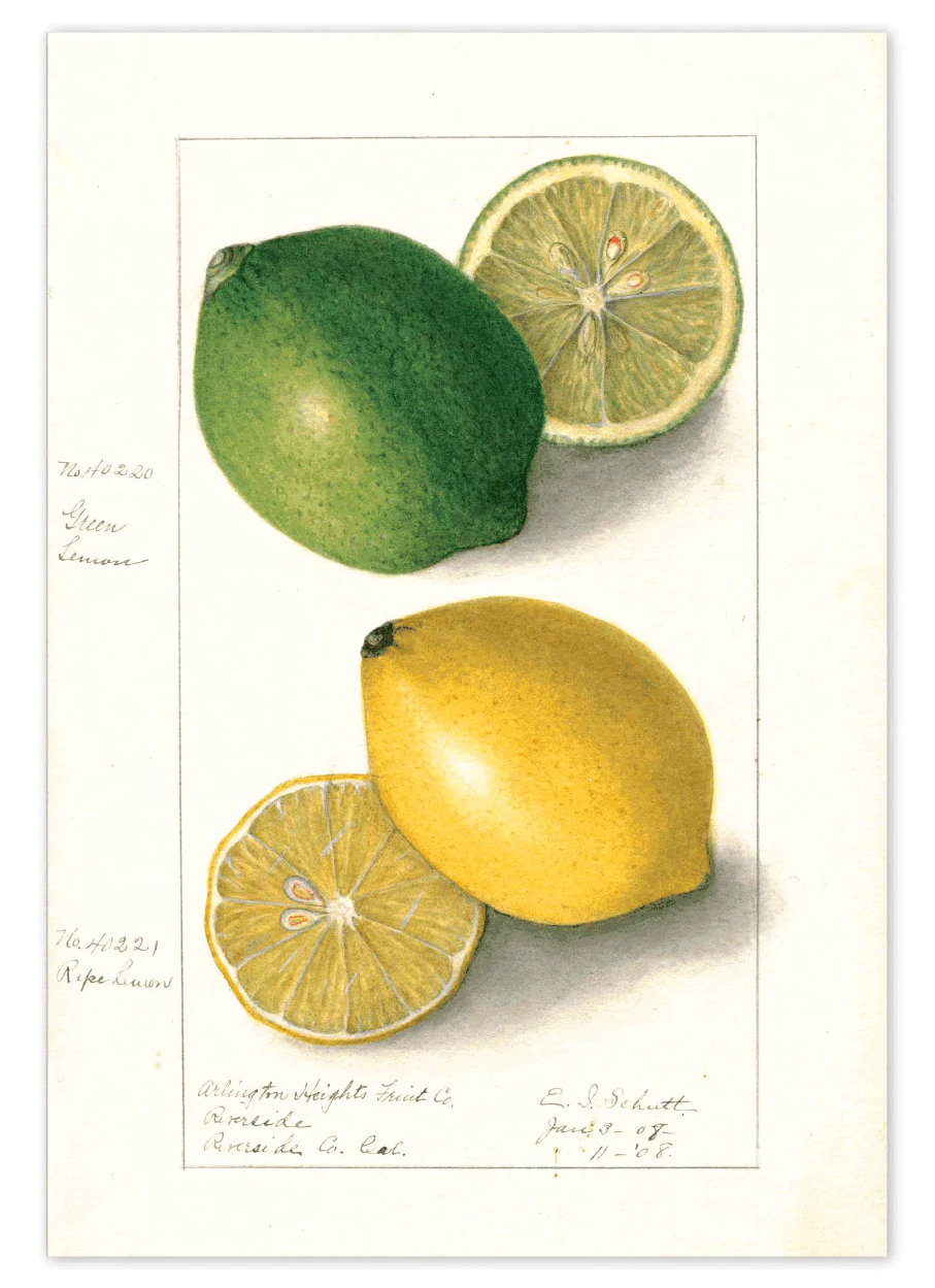 Fabulous Fruits Postcard Box