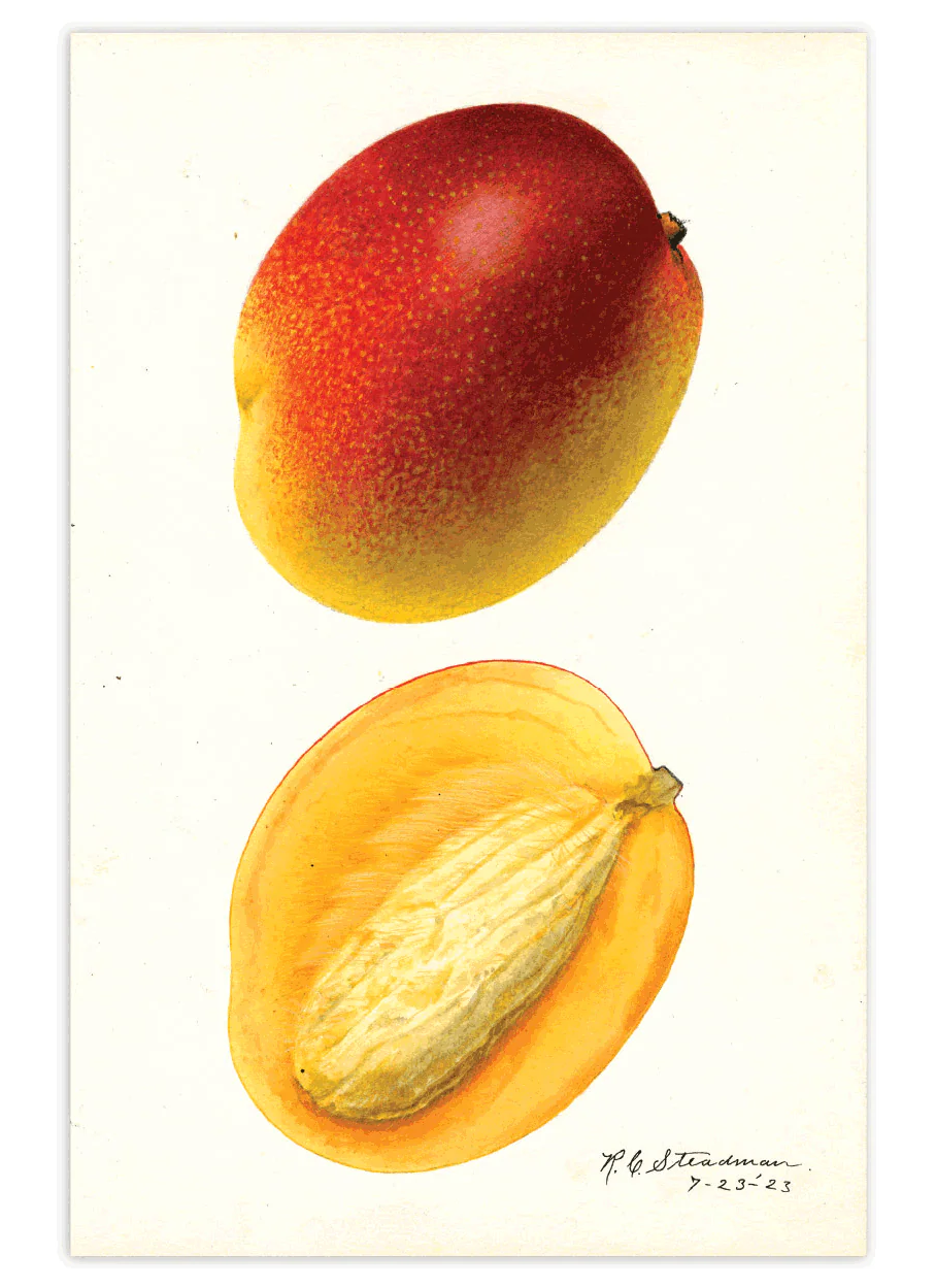 Fabulous Fruits Postcard Box