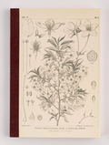 Tomitaro Makino: Hobonichi Graph Notebook (A5) - Yamazakura