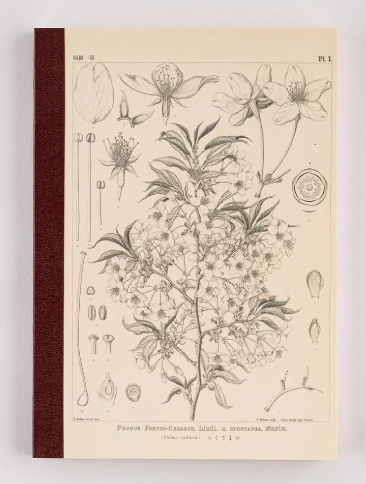 Tomitaro Makino: Hobonichi Graph Notebook (A5) - Yamazakura