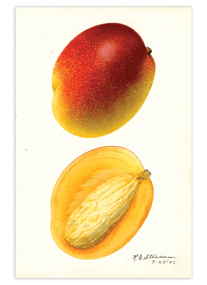 Fabulous Fruits Postcard Box